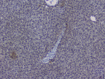 Anti-NRF1 Antibody