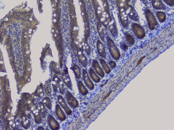 Anti-NRF1 Antibody