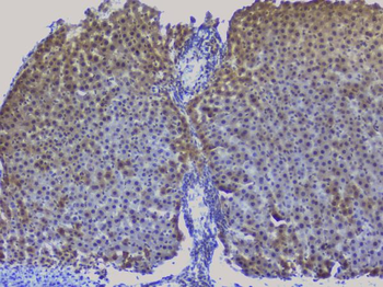 Anti-NRF1 Antibody