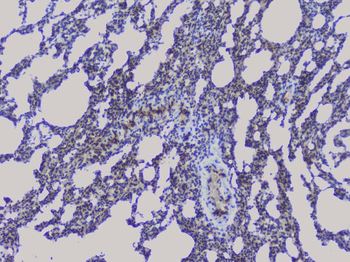 Anti-NRF1 Antibody