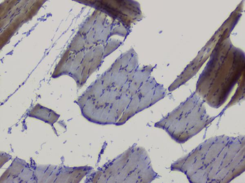 Anti-NRF1 Antibody