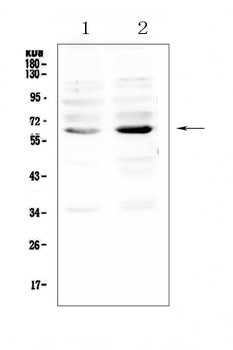 Anti-NRF1 Antibody