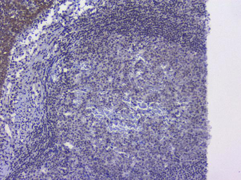 Anti-NRF1 Antibody