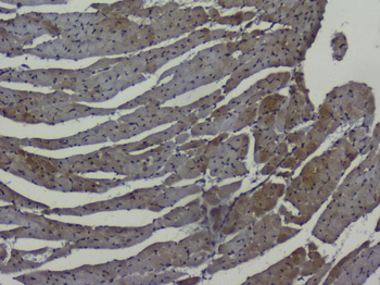 Anti-NRF1 Antibody