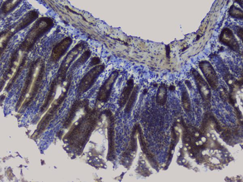 Anti-NRF1 Antibody