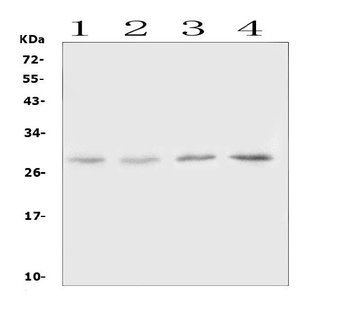 Oncostatin M/Osm Antibody