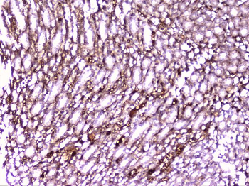 Anti-PON1 Antibody