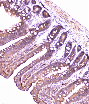 Anti-PON1 Antibody