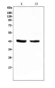 Anti-PON1 Antibody