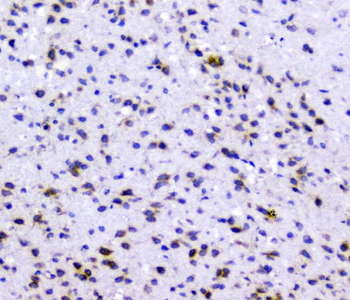Anti-Rad51 Antibody