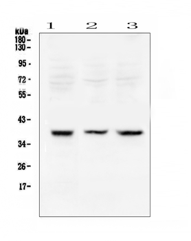 Anti-Rad51 Antibody