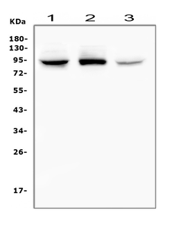 Anti-RASAL1/RASAL1 Antibody
