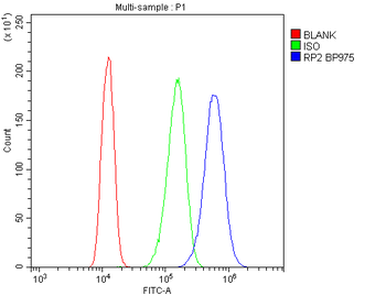 RP2 Antibody