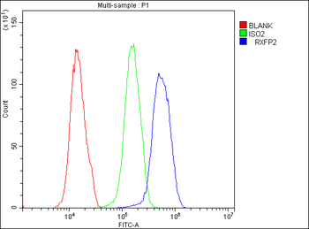 GPCR LGR8/RXFP2 Antibody