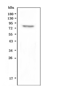 GPCR LGR8/RXFP2 Antibody