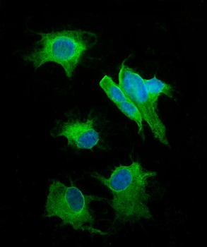 Anti-SNAP25 Antibody