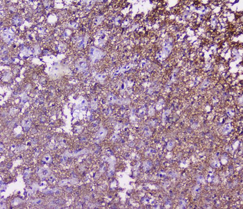 Anti-SNAP25 Antibody