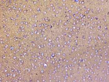 Anti-SNAP25 Antibody