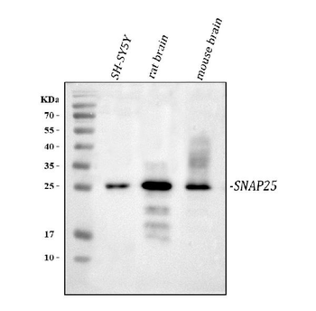 Anti-SNAP25 Antibody