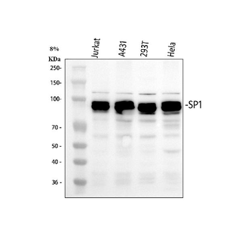 Anti-SP1 Antibody
