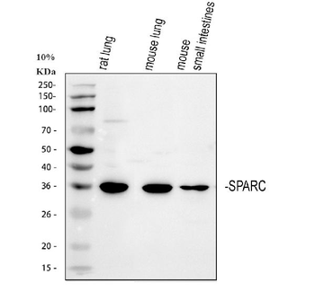 SPARC Rabbit Polyclonal Antibody