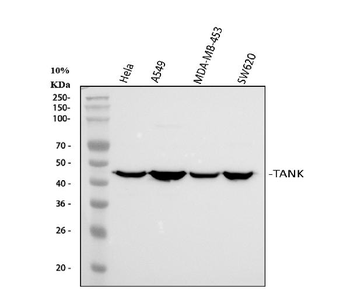 Anti-TANK Antibody