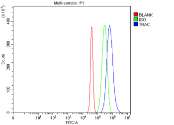 TCR alpha/TRAC Antibody
