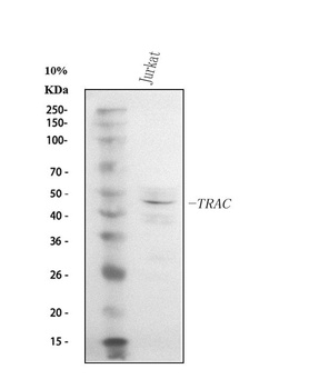 TCR alpha/TRAC Antibody