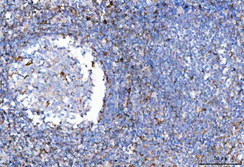 TCR alpha/TRAC Antibody