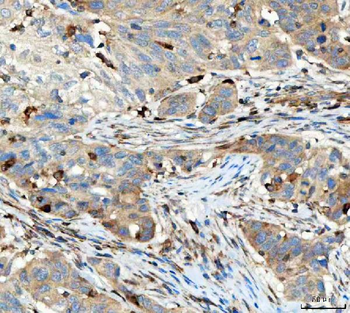 TCR alpha/TRAC Antibody