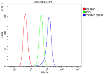 TRPM7 Rabbit Polyclonal Antibody