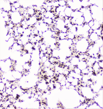 Anti-UBE2I UBC9 Antibody