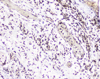 Anti-UBE2I UBC9 Antibody