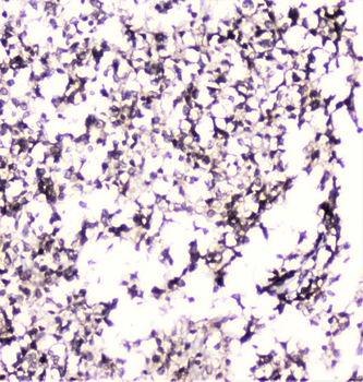 Anti-UBE2I UBC9 Antibody