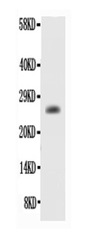 Bcl2 alpha Antibody