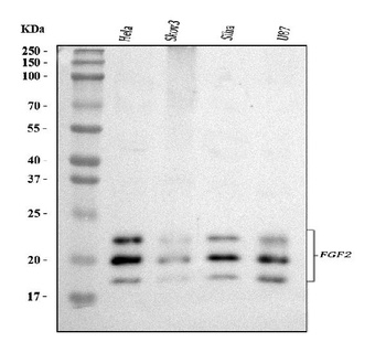 Fibroblast growth factor 2 FGF2 Antibody