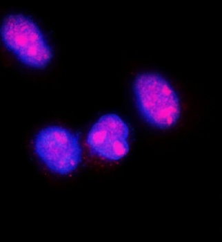 Anti-Fibroblast growth factor 2 FGF2 Antibody