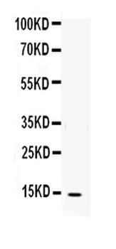 Interleukin-4 IL4 Antibody