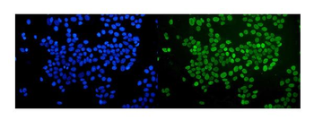 Anti-nmt55 p54nrb NONO Antibody (monoclonal, 11E2)