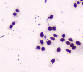 Anti-nmt55 p54nrb NONO Antibody (monoclonal, 11E2)