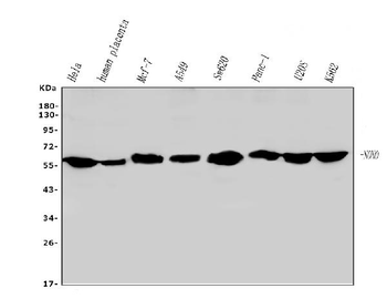 Anti-nmt55 p54nrb NONO Antibody (monoclonal, 11E2)