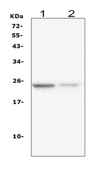 IL22 Antibody (monoclonal, 7F2)
