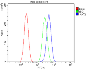 AKT2 Antibody (monoclonal, 10C6)