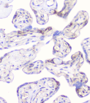 Anti-CD2AP Antibody (monoclonal, 5F8)