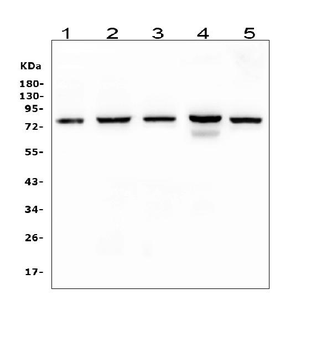 Anti-CD2AP Antibody (monoclonal, 5F8)