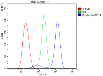 Anti-CD2AP Antibody (monoclonal, 5F8)
