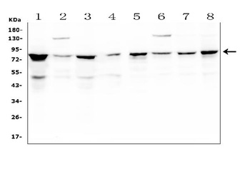 CD2AP Antibody (monoclonal, 5F8)