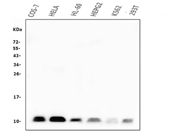 Anti-Beta 2 Microglobulin B2M Antibody (monoclonal, 2H10)