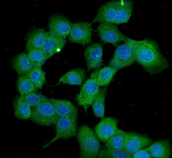 Anti-PPID Antibody (monoclonal, 5A6)