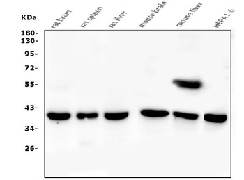 PPID Antibody (monoclonal, 5A6)